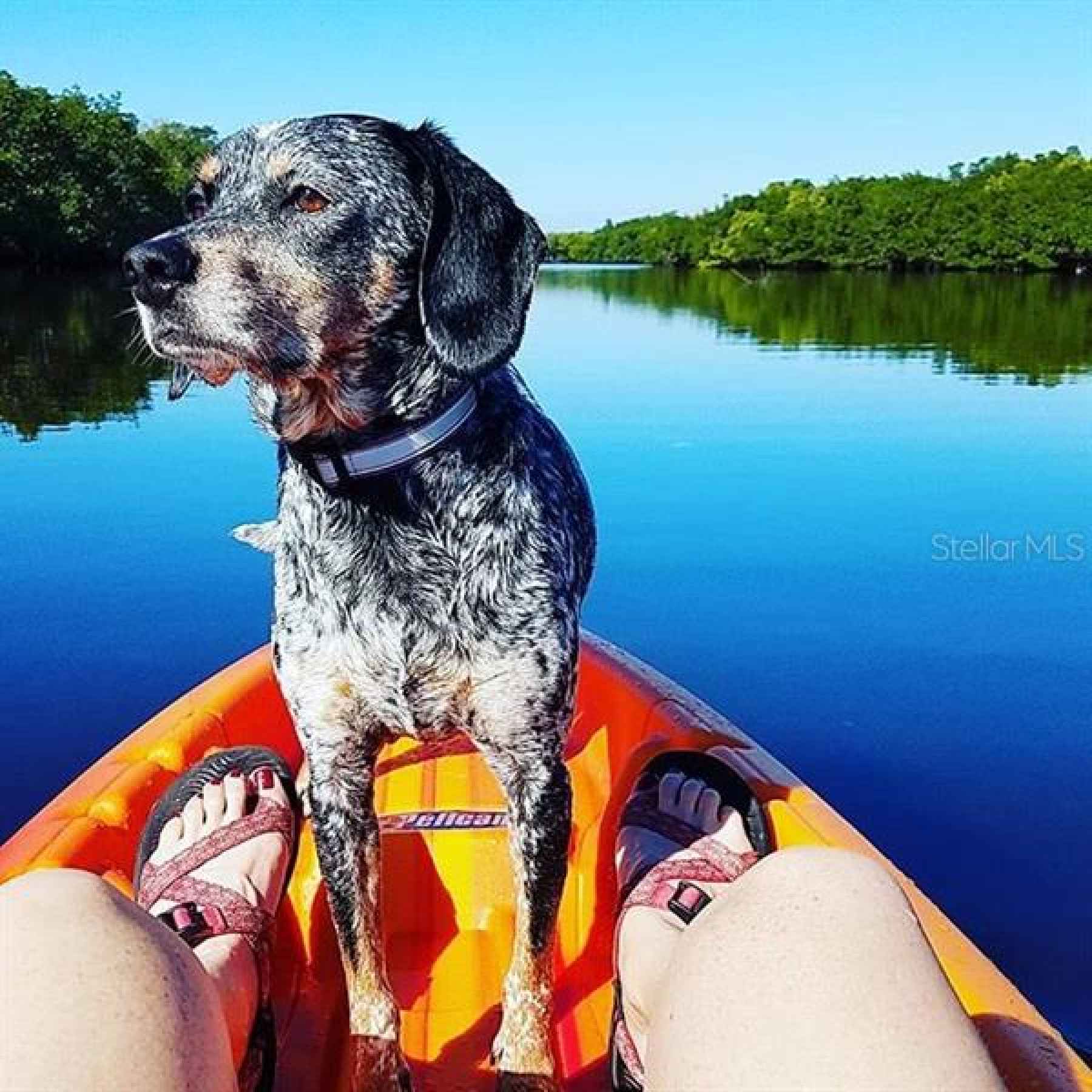 kayaking on the Little Manatee River (featuring Blue the Dog, neighbor)