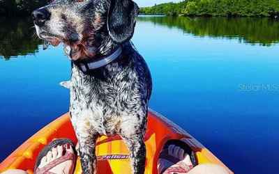 kayaking on the Little Manatee River (featuring Blue the Dog, neighbor)