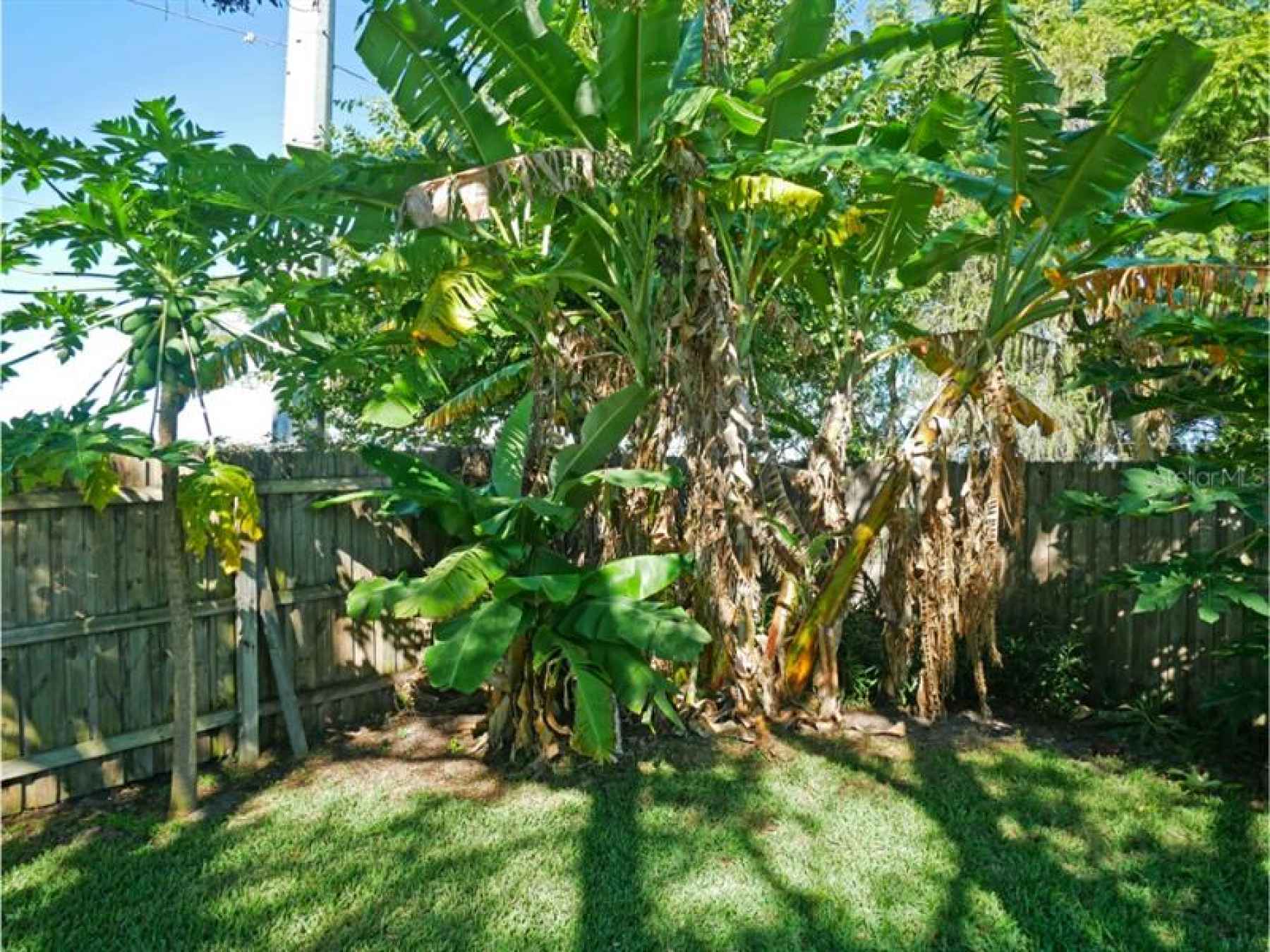 Banana trees, home owner says 2 kinds, and very good bananas