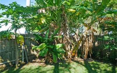 Banana trees, home owner says 2 kinds, and very good bananas